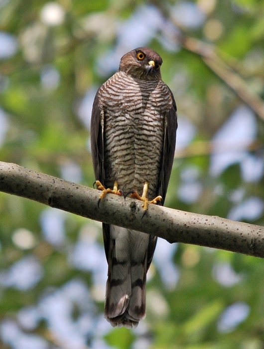 Sparviere - Accipiter nisus